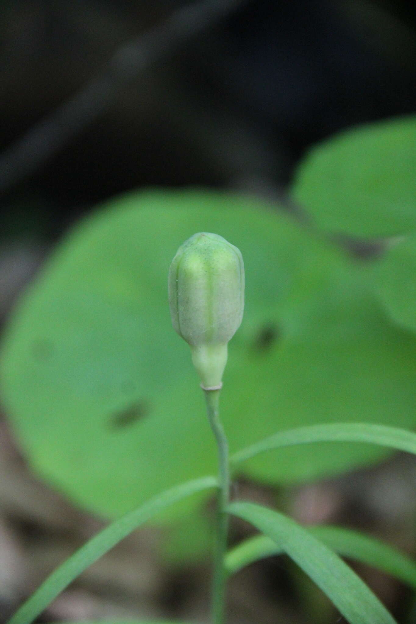 Слика од Fritillaria orientalis Adams