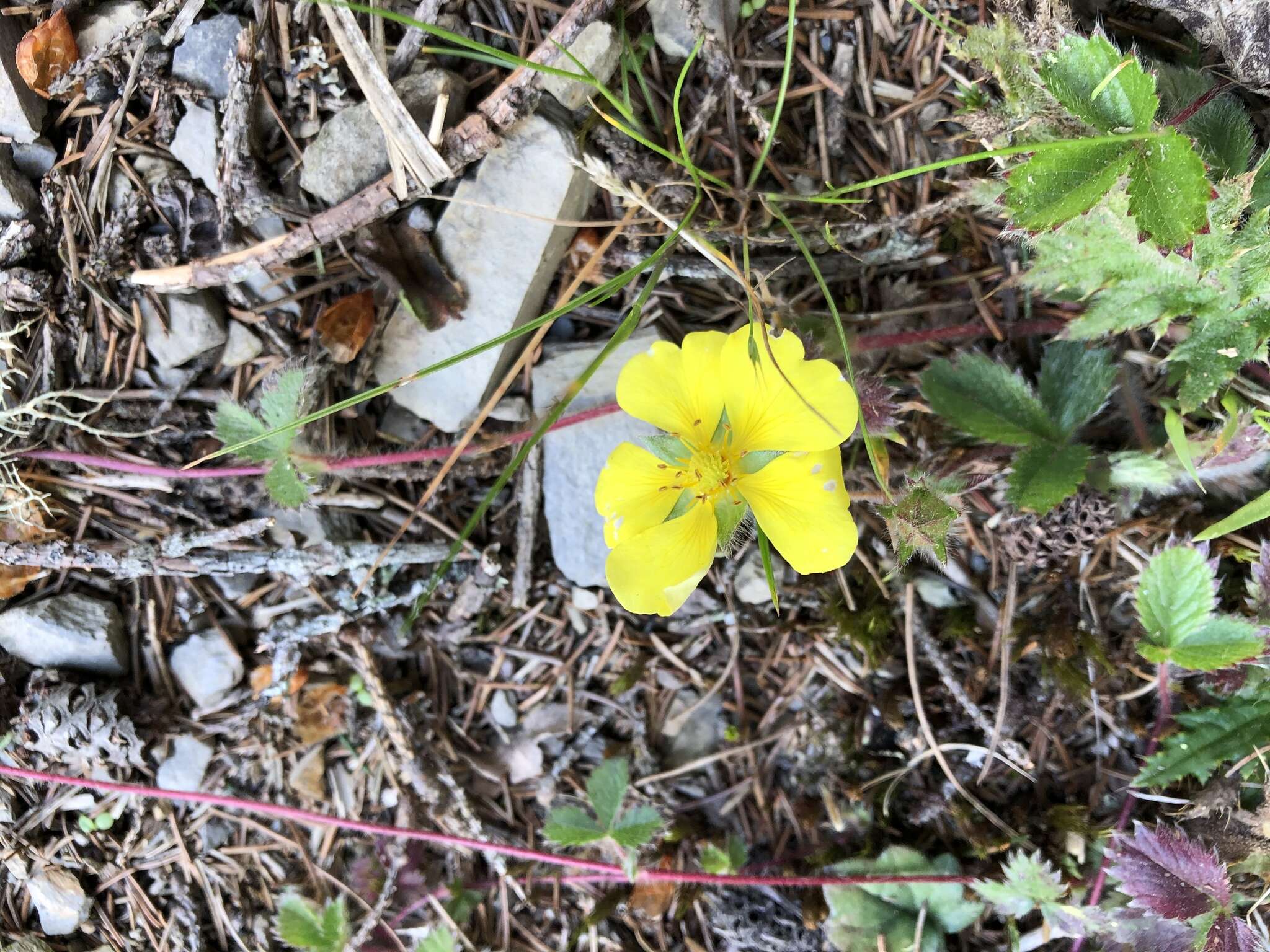 Image of Potentilla matsumurae Th. Wolf