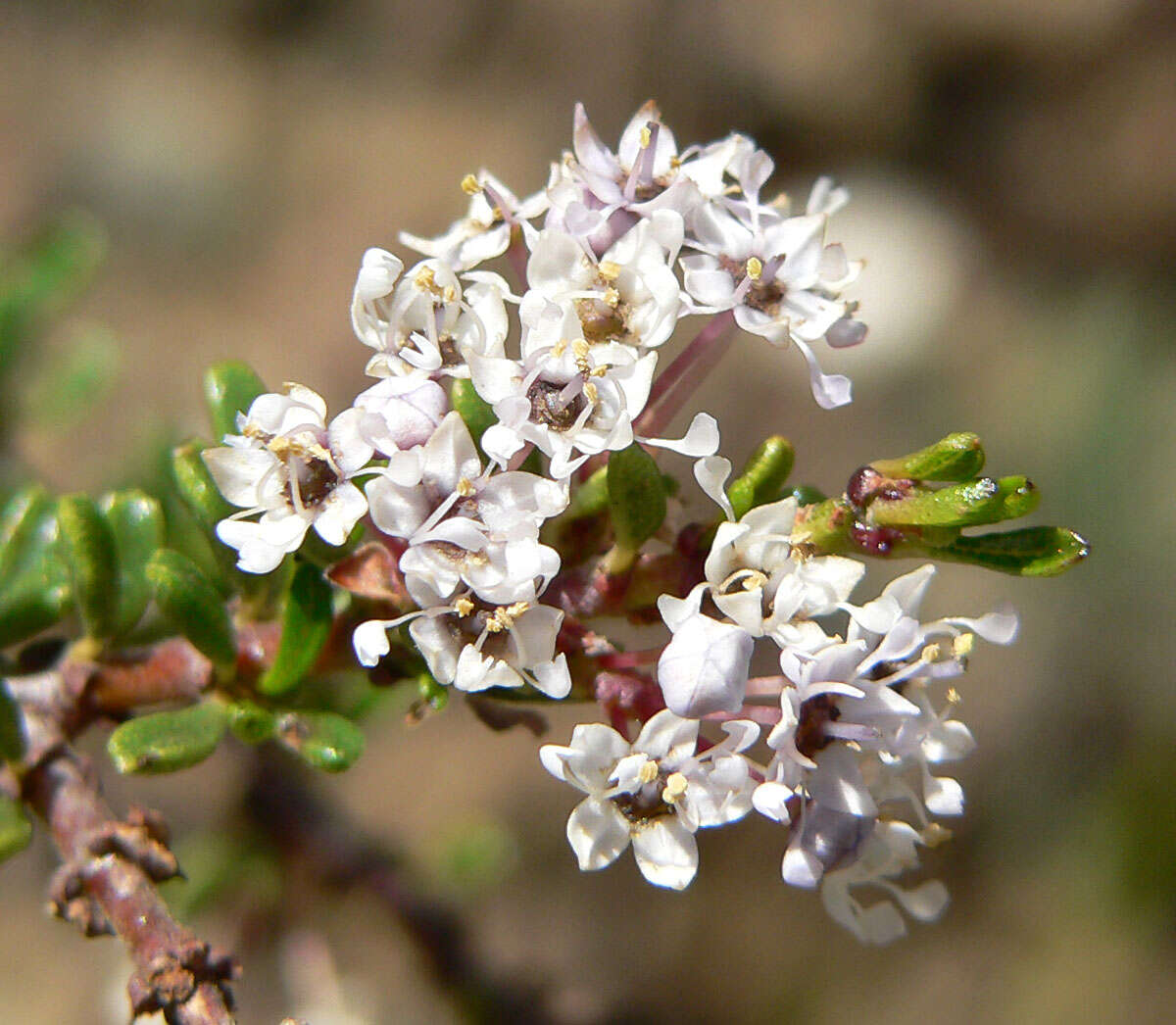 Image of Vail Lake ceanothus