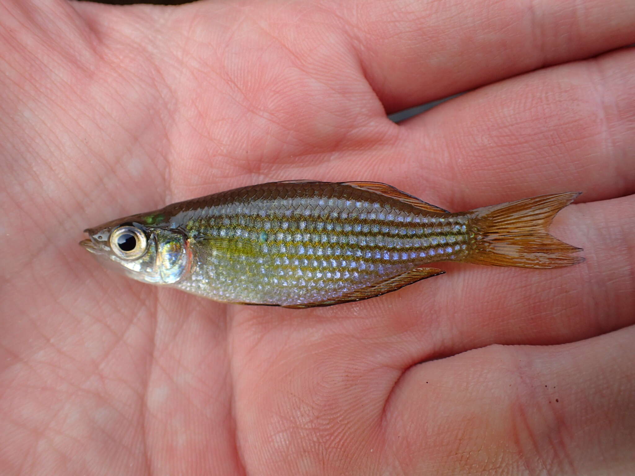 Image of Checkered rainbowfish