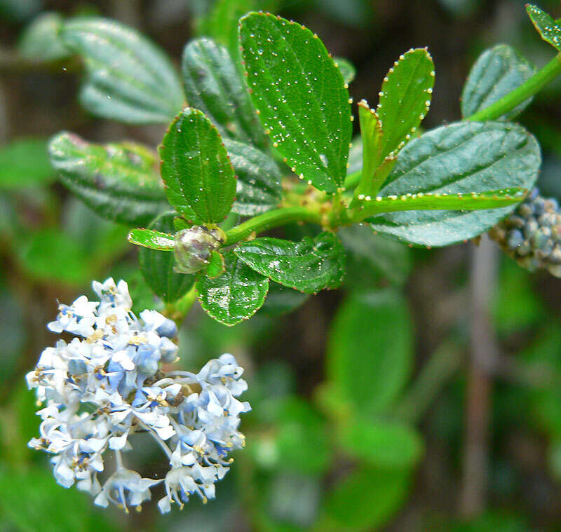 Image of blueblossom