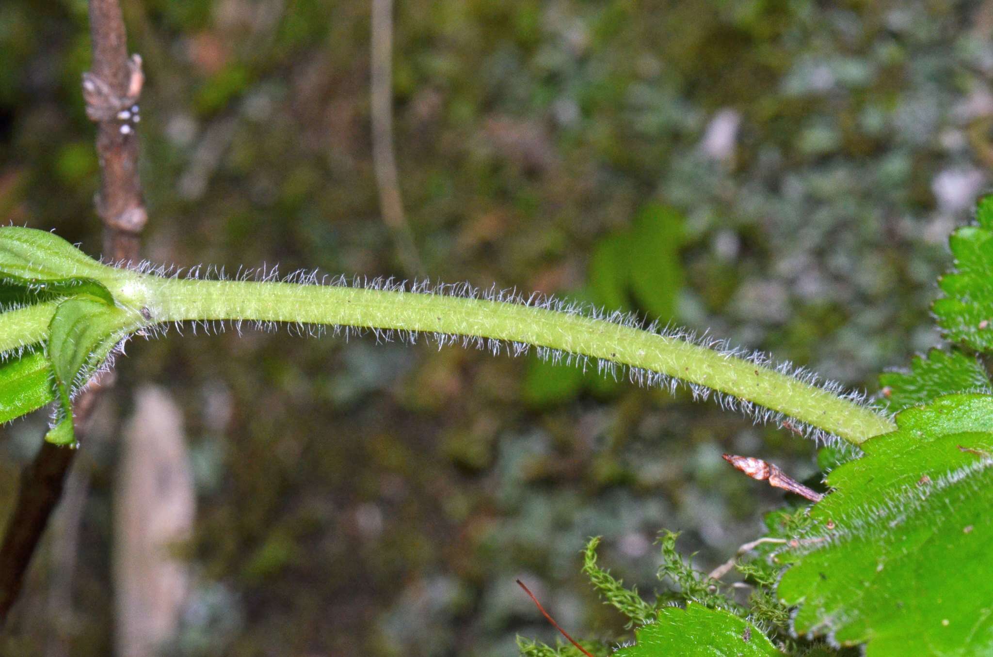 Imagem de Ourisia macrophylla subsp. macrophylla