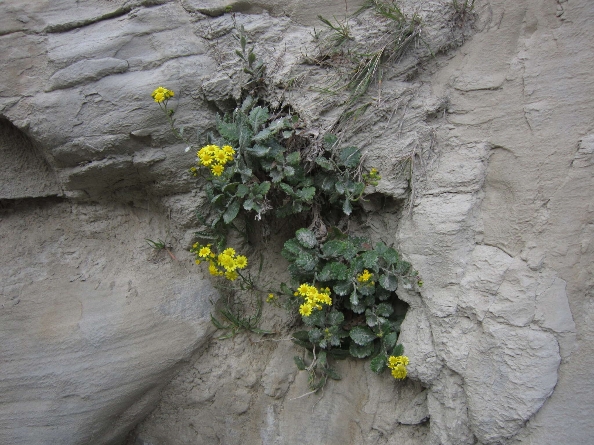 Plancia ëd Senecio banksii Hook. fil.