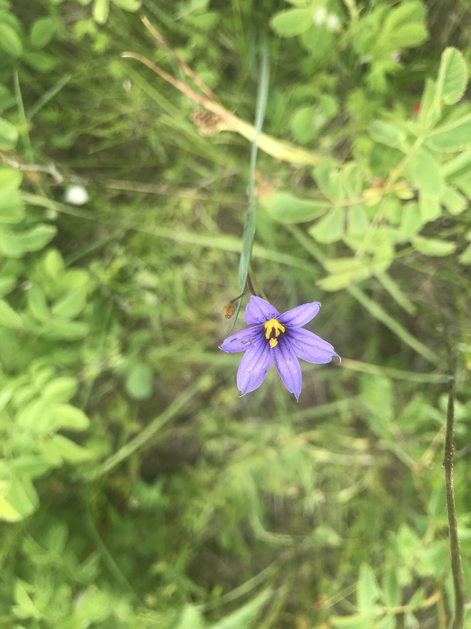 Image of Idaho blue-eyed grass