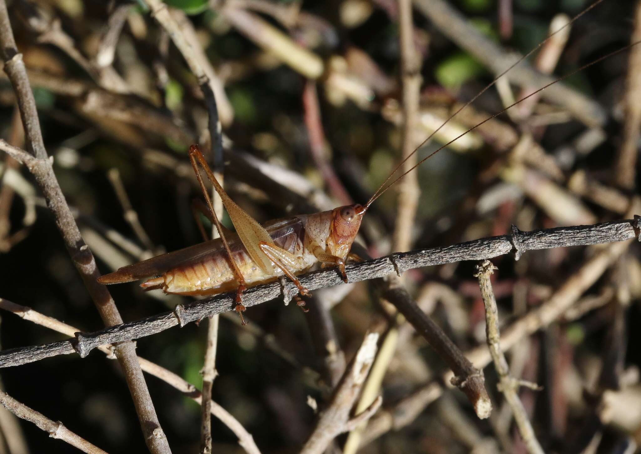 Image de Conocephalus spinosus (Morse 1901)