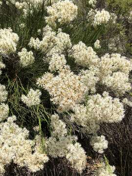 Image of Conospermum teretifolium R. Br.