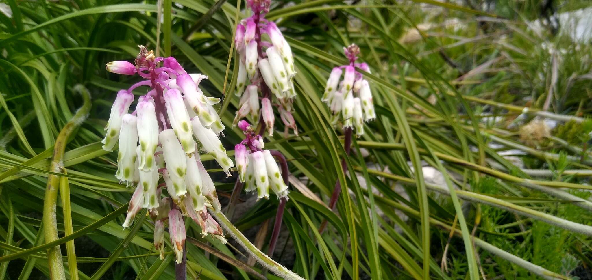 Imagem de Lachenalia sargeantii W. F. Barker