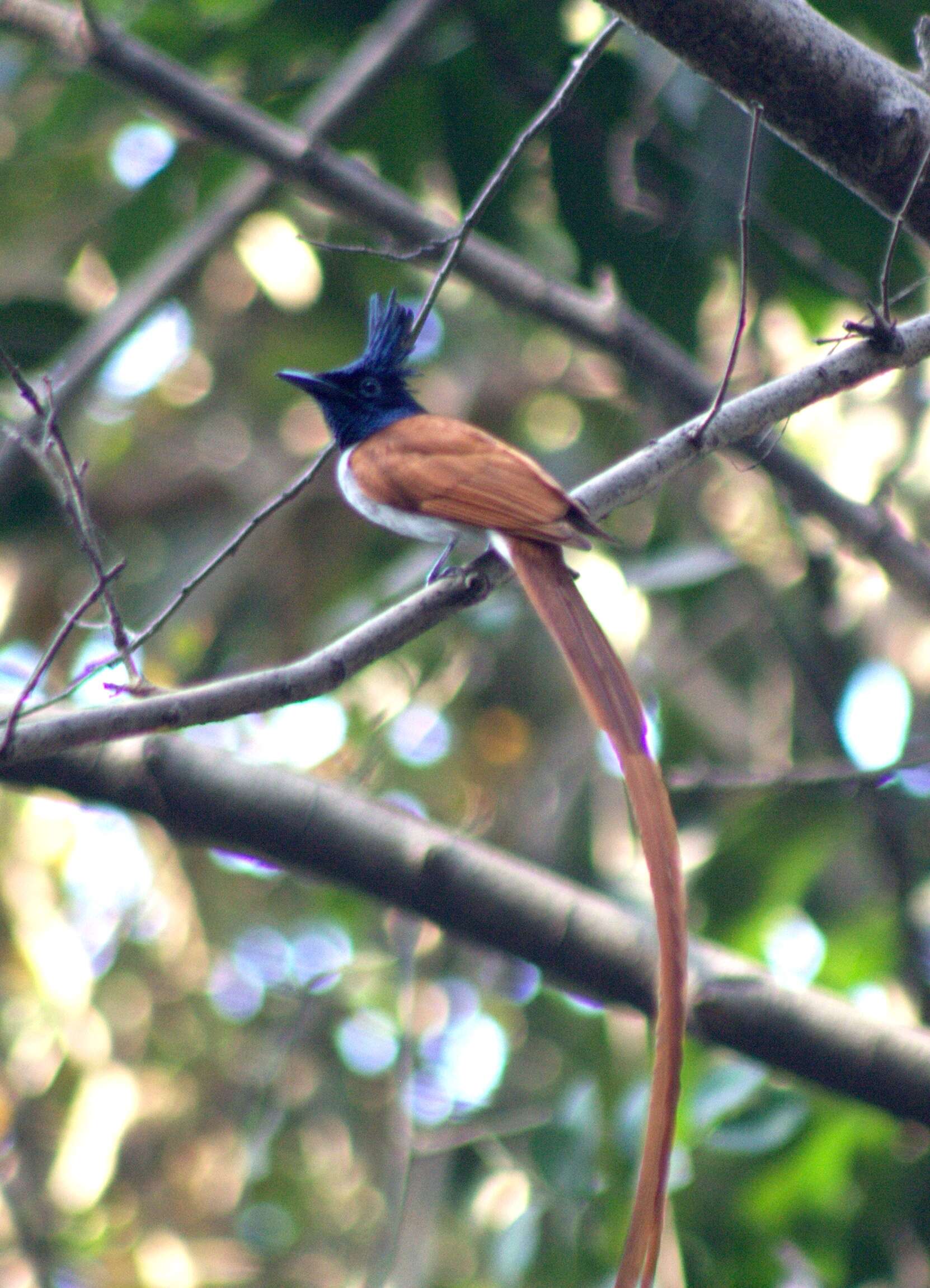 Image of Asian Paradise-Flycatcher