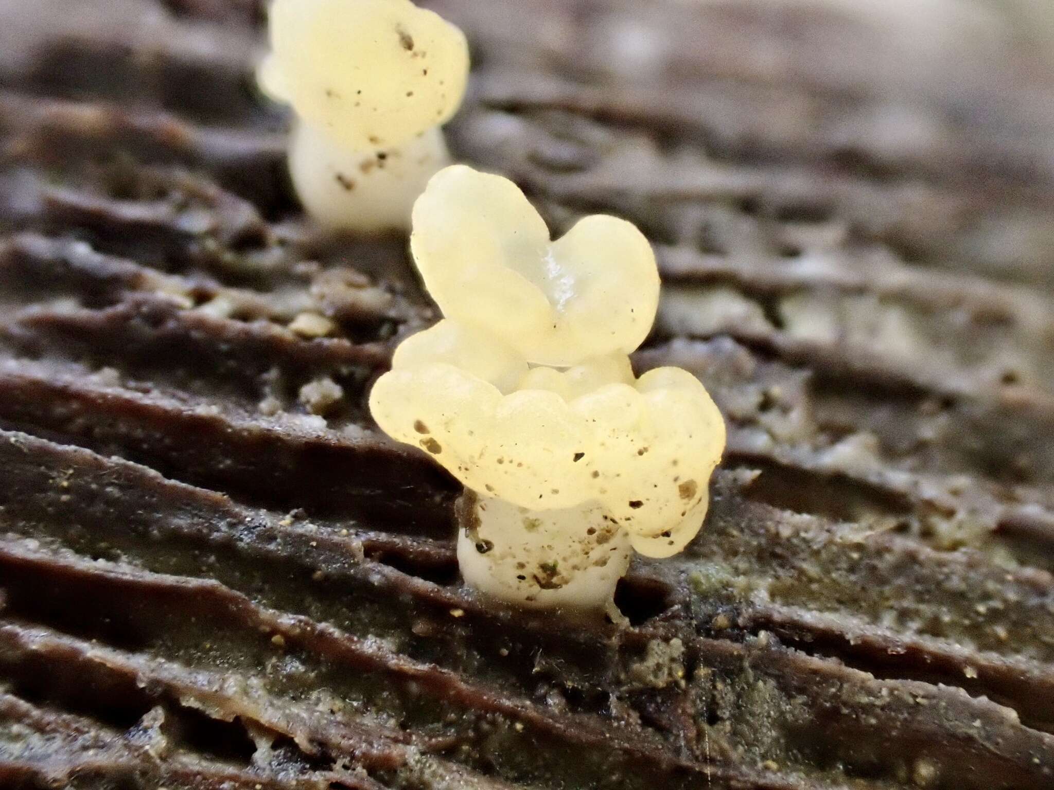 Image of Calocera pallidospathulata D. A. Reid 1974