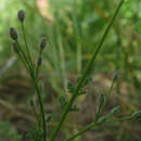 Imagem de Daucus glochidiatus (Labill.) Fischer, C. Meyer & Ave Lall.