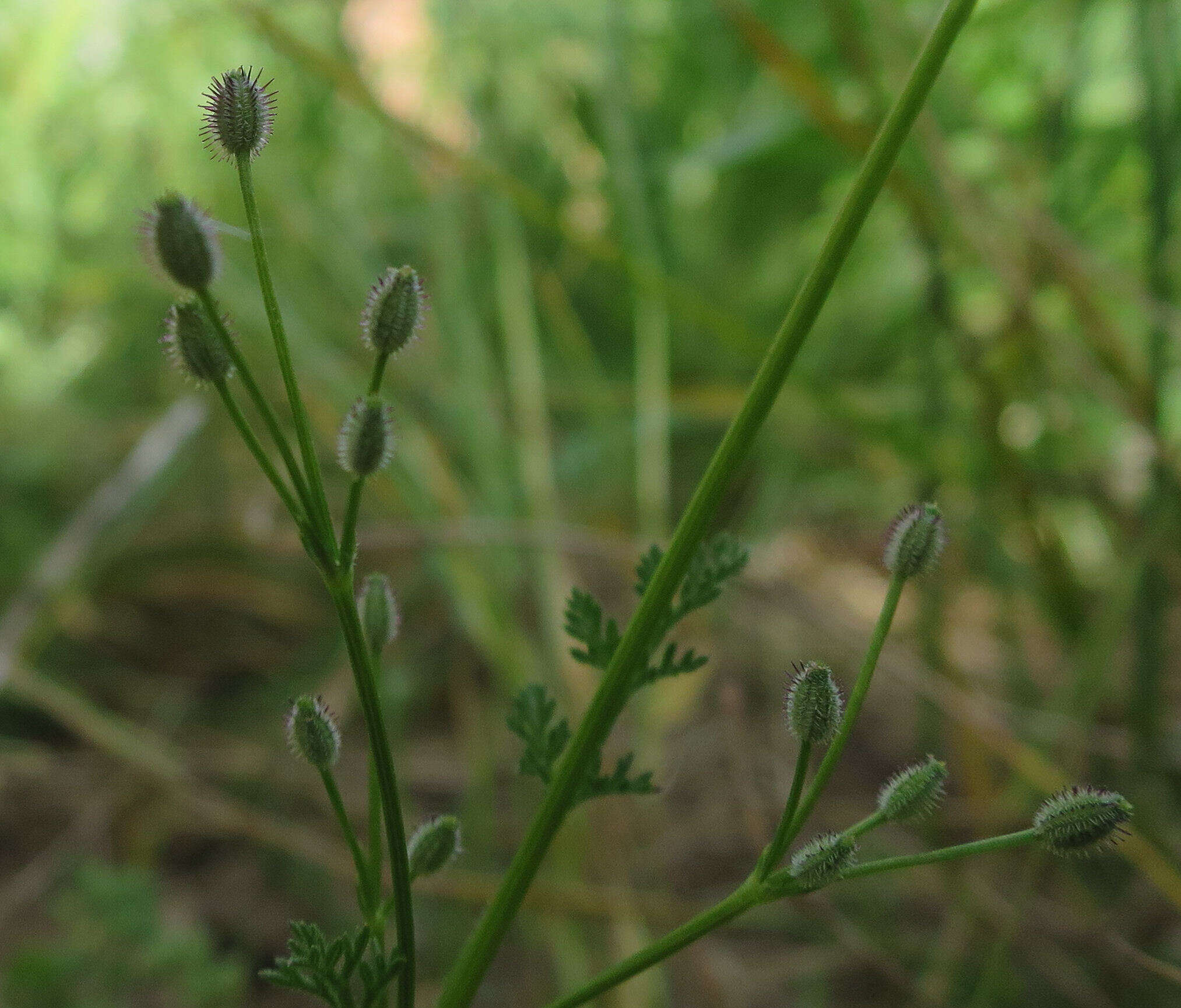 Imagem de Daucus glochidiatus (Labill.) Fischer, C. Meyer & Ave Lall.