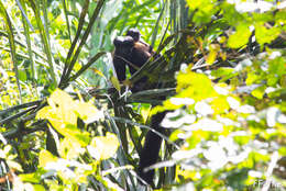 Image of Bearded Saki