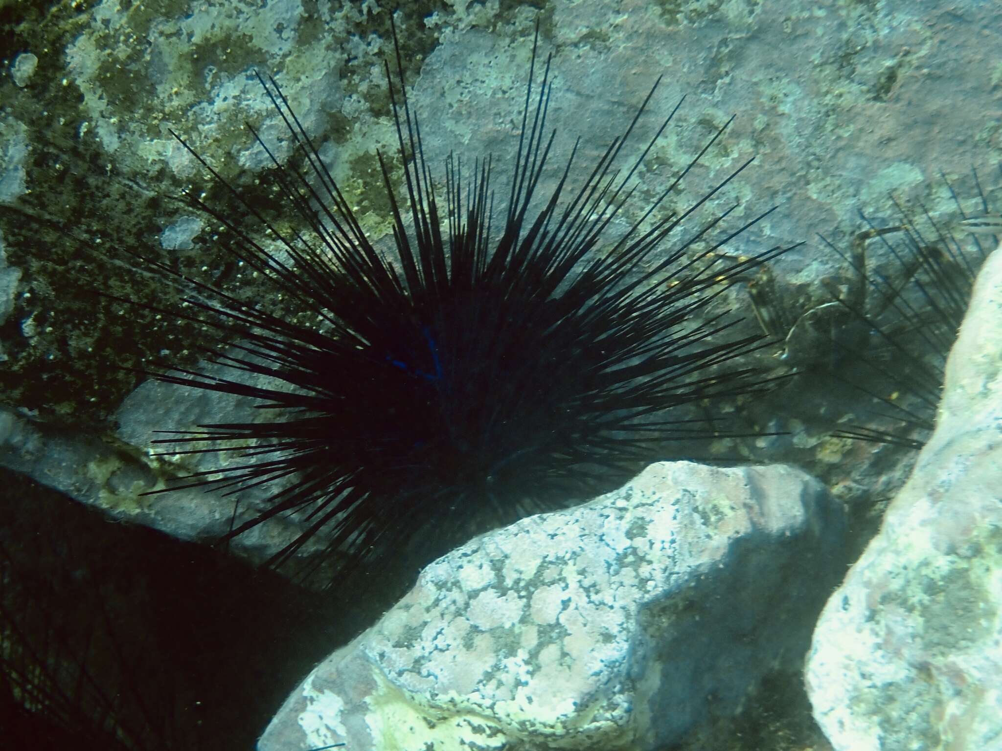 Image of Diadema africanum Rodríguez, Hernández, Clemente & Coppard 2013