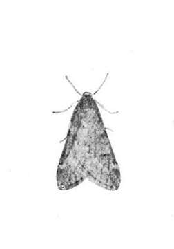 Image of march moth