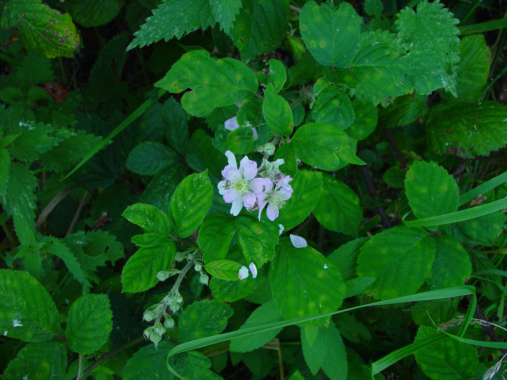 Image of Rubus rhombifolius Weihe ex Boenn.