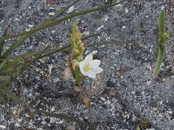 Image of Ornithogalum hispidum subsp. bergii (Schltdl.) Oberm.