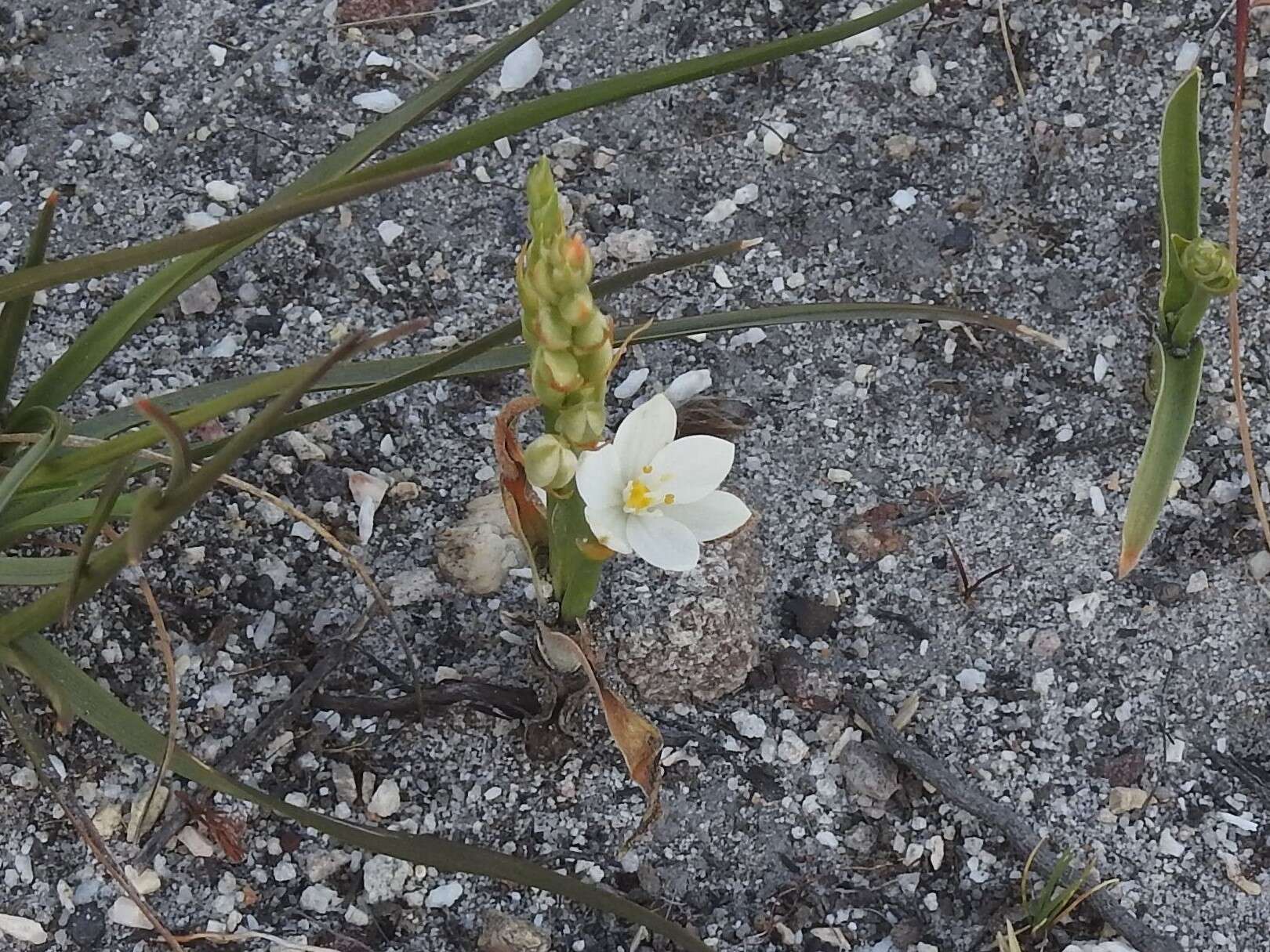 Image of Ornithogalum hispidum subsp. bergii (Schltdl.) Oberm.