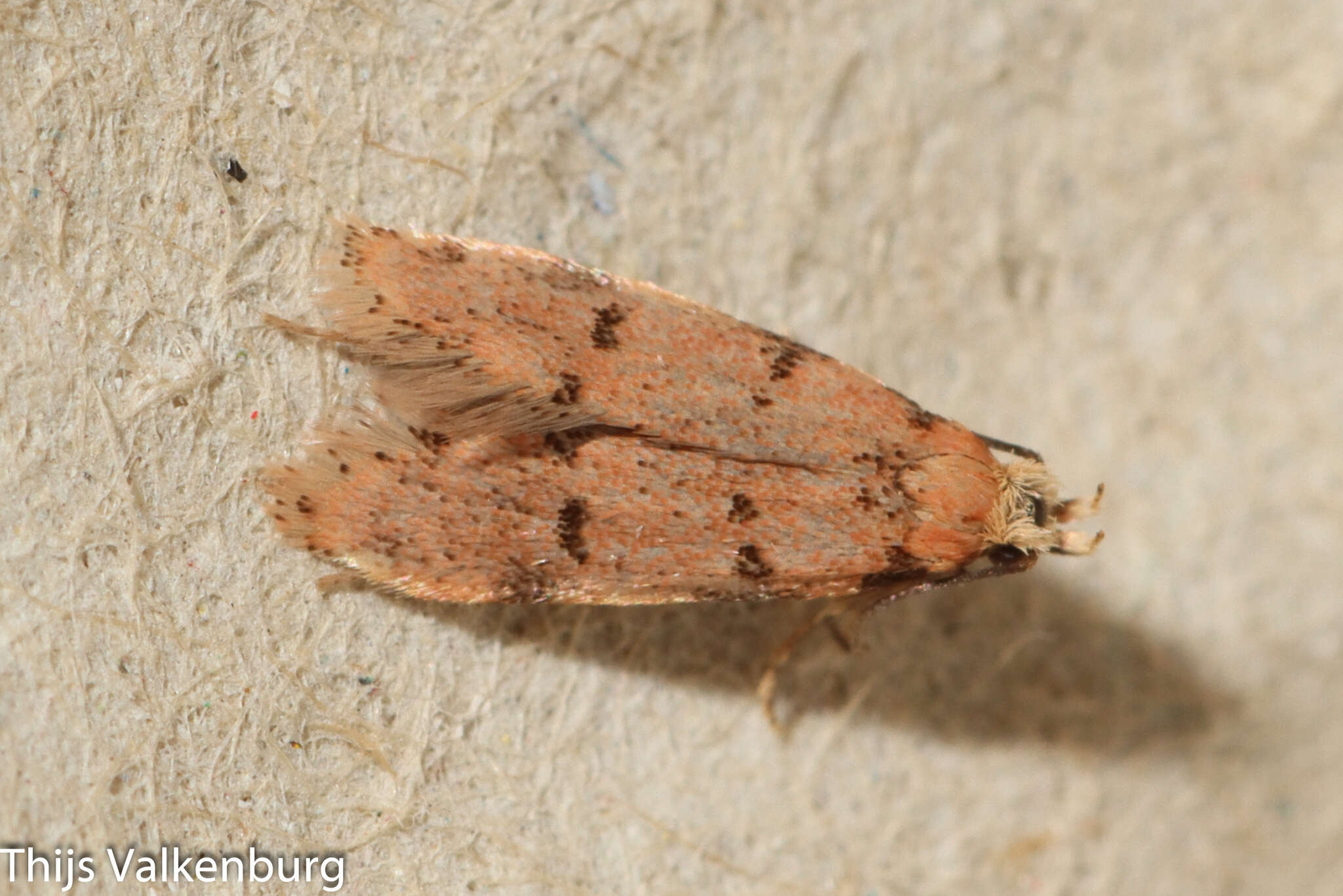 Image of Symmoca nigromaculella Ragonot 1875