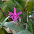 Image of Isabelia violacea (Lindl.) C. Van den Berg & M. W. Chase