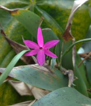 Image of Isabelia violacea (Lindl.) C. Van den Berg & M. W. Chase