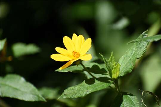 صورة Wedelia silphioides (Hook. & Arn.) B. L. Turner