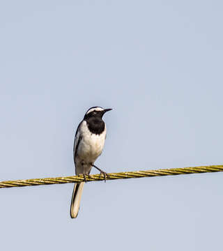 Image of White-browed Wagtail