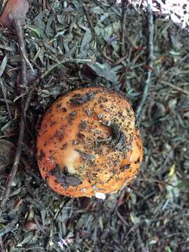 Image of Russula decolorans (Fr.) Fr. 1838