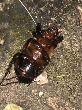 Image of Ancognatha scarabaeoides Erichson 1847