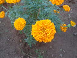 Image of French marigold