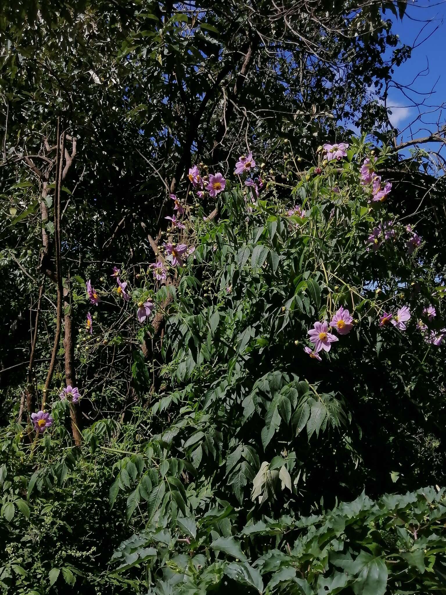 Image of Dahlia tenuicaulis P. D. Sorensen