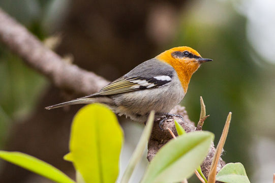 Image of Olive Warbler