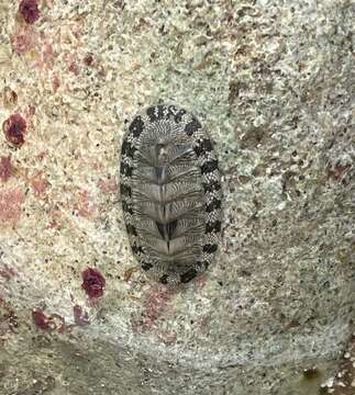 Image of West Indian green chiton