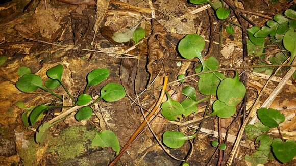 Plancia ëd Myosotis matthewsii L. B. Moore