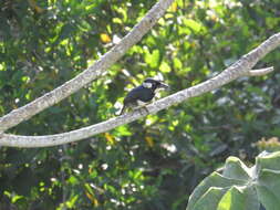 Image of Black-breasted Puffbird