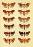 صورة Conistra erythrocephala Schiffermüller 1775