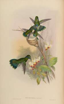 Image of violetear