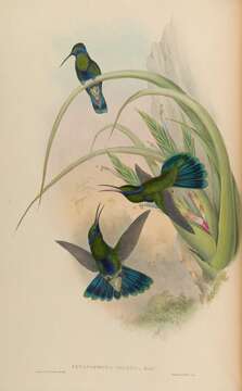 Image of violetear