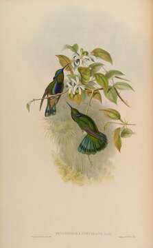 Image of violetear