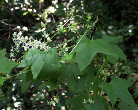 Image of Balsam-apple