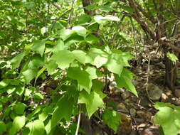 Sivun Jatropha malacophylla Standl. kuva