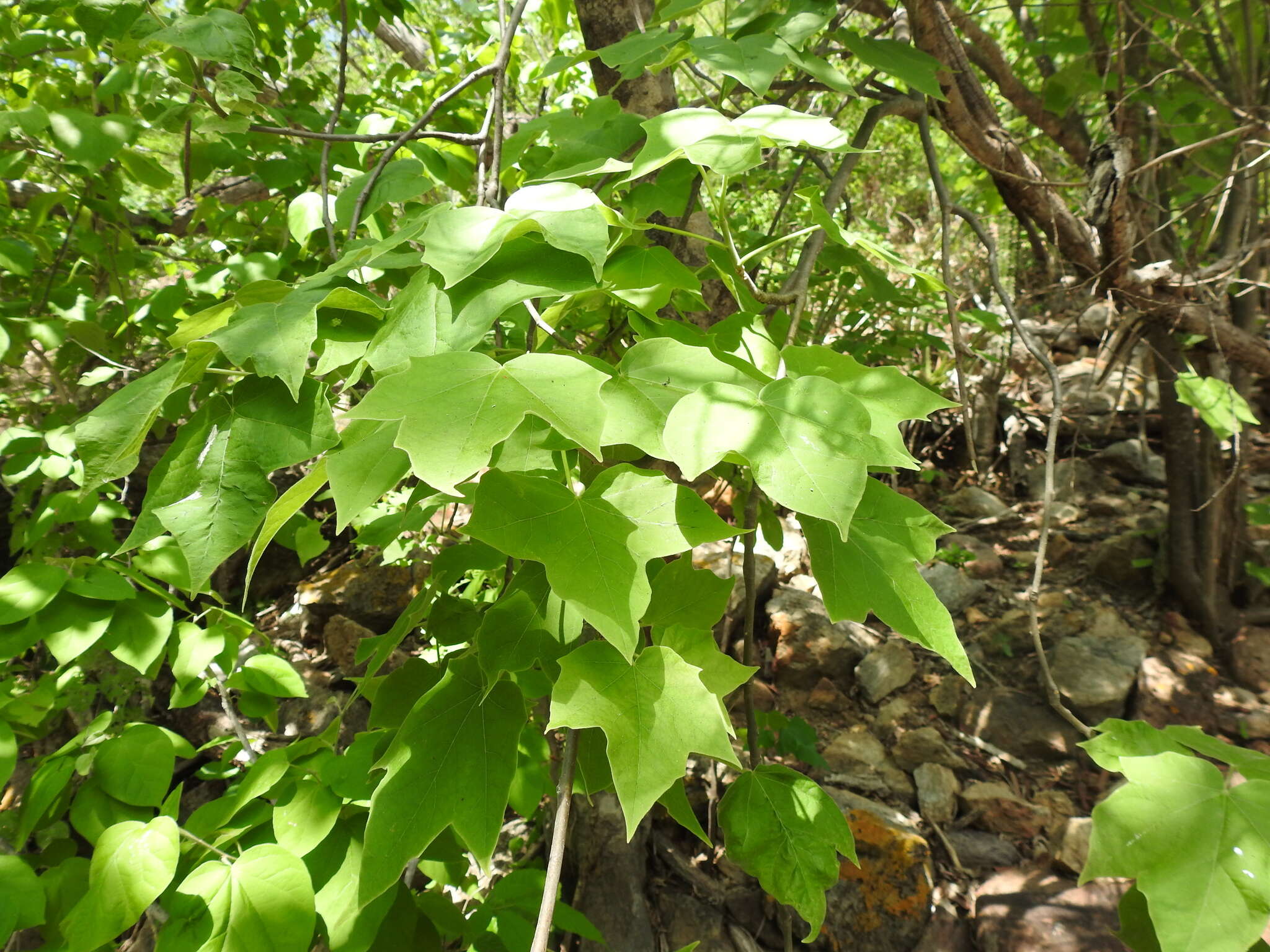 Sivun Jatropha malacophylla Standl. kuva