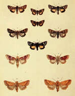 Plancia ëd Anarta myrtilli Linnaeus 1761