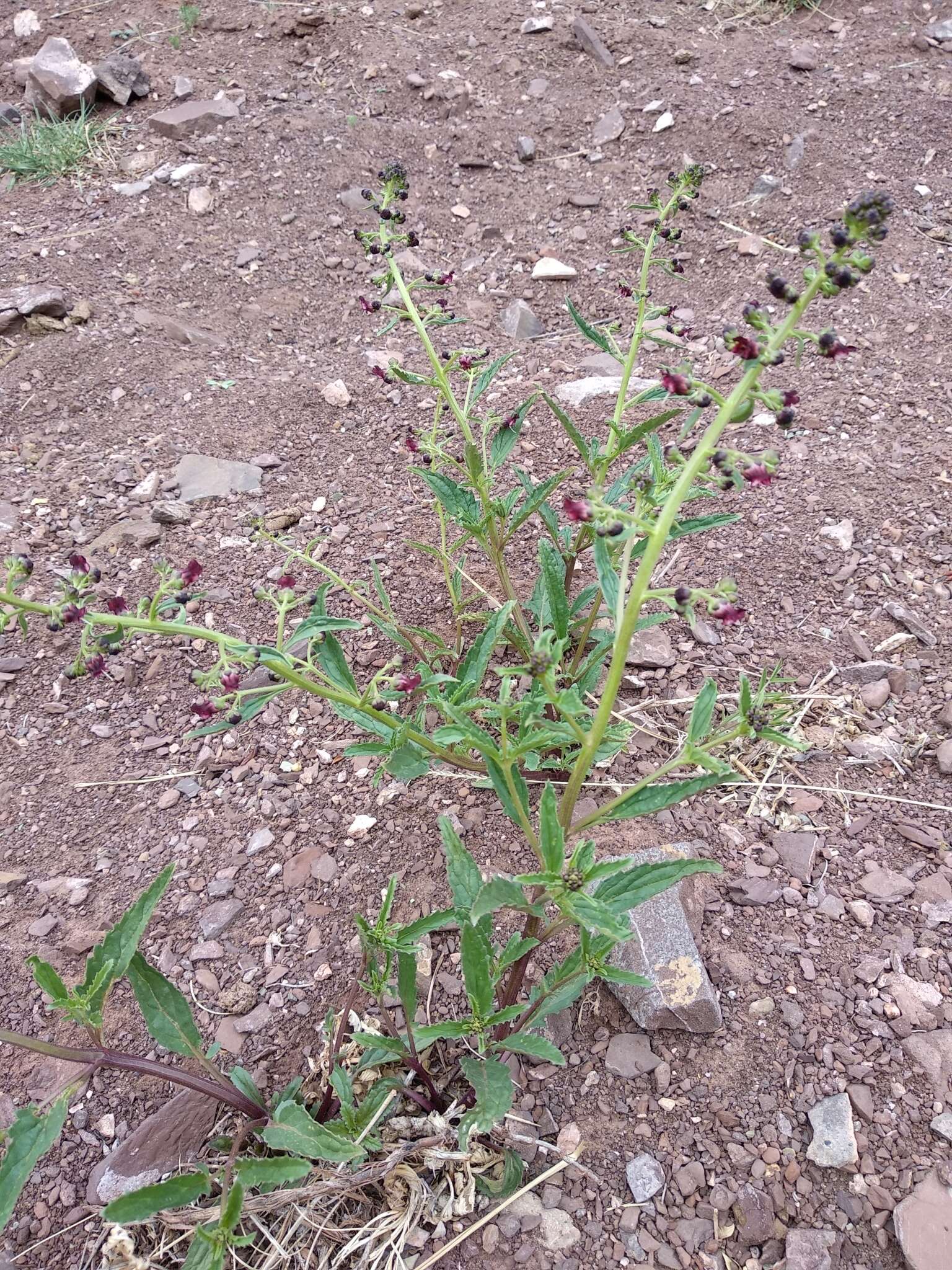 Image of Scrophularia incisa Weinm.