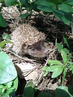 Image of Northern White-Breasted Hedgehog