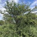 Image of Prosopis affinis Spreng.