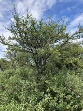 Слика од Prosopis affinis Spreng.