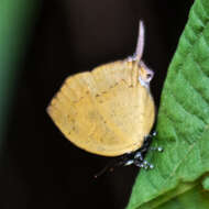 Image de Yasoda tripunctata atrinotata Fruhstorfer 1912