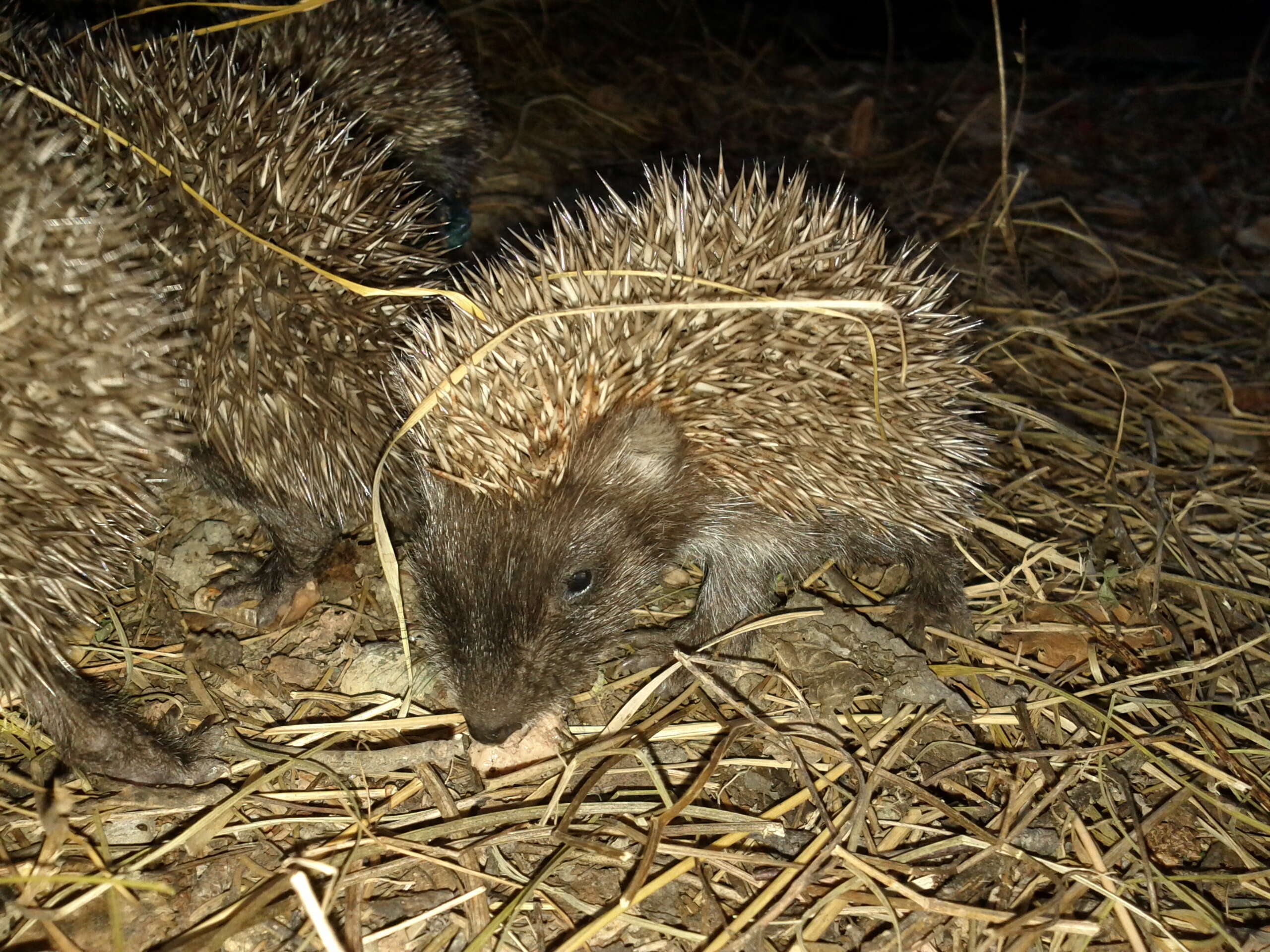 Image of Northern White-Breasted Hedgehog