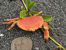 Image of batwing coral crab