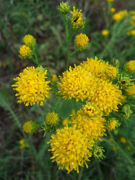 صورة Galatella linosyris (L.) Rchb. fil.